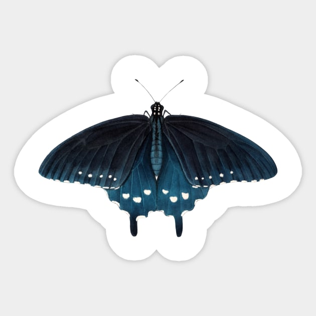 Pipevine Swallowtail Sticker by JadaFitch